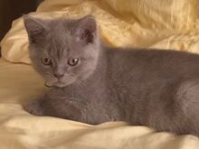 British Shorthair kittens