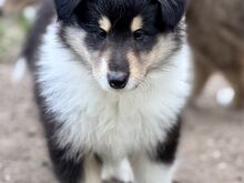 Pikakarvaline collie kutsikad