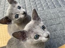 Cute Russian blue kittens