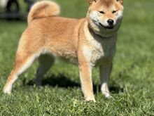 Shiba Inu