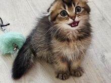 Скоттиш-фолд