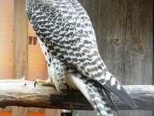 BIRDS OF PREY (GYR, Saker, Peregrine Falcons)