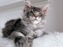 Maine Coon