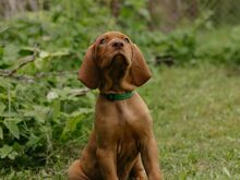 Ungari lühikarvalise linnukoera kutsikad (vizsla)