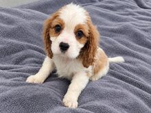 Cavalier King Charles spanjeli kutsikad!