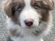 Bordercollie kutsikad