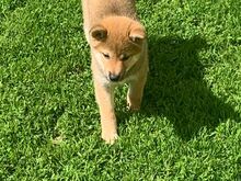 Shiba Inu