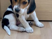 Beagle'i kutsikad