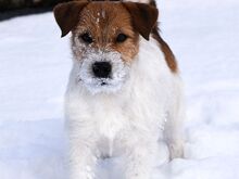 Jack Russell