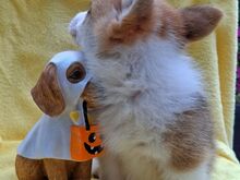 Вельш Корги Пемброк