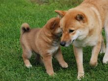 Shiba inu