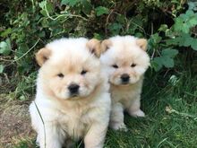 Chow chow kutsikad