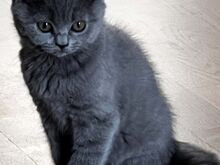 Scottish kassipojad