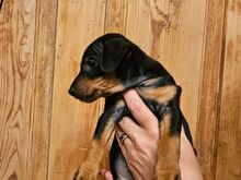 Kääbuspinser, Zwergpinscher, Miniature Pincher