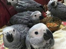 Buy Nala African Grey Parrot