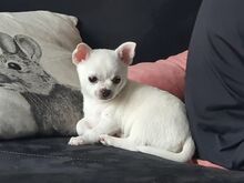 Chihuahua kutsikad