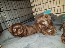 Shih Tzu kutsikad