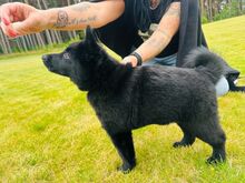 Schipperke kutsikad otsivad uut kodu