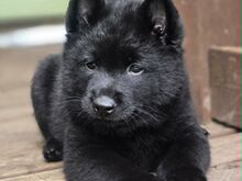 Schipperke kutsikad otsivad uut kodu