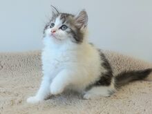 Scottish Straight Fold kassipojad