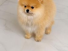 Pomeranian Spits