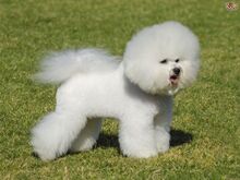 Bichon frise