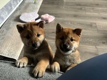 Jaapani Shiba Inu