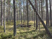 Metsatöödeks ja pinnase korrastamine