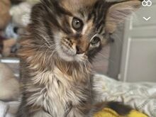 Maine coon kassipoeg