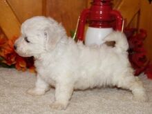 Bichon Frise kutsikad
