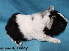 Tõu merisiga Teddy, emased
