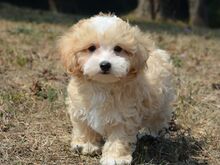 Maltipoo kutsikad