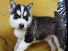 Beautiful purebred Siberian Husky puppies