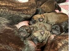 Cane Corso kutsikad