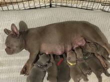 Super adorable French bulldog Puppies ready