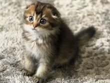 Scottish Fold
