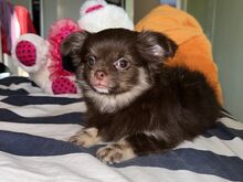 Chihuahua kutsikas müügiks