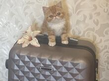 Котята экзотической породы
