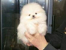 ✨???? POMERANIANI KUTSIKAD OTSIVAD UUT KODU! ????✨