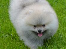 POMERANIAN