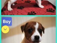 Jack Russell terjeri kutsikad