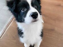 Bordercollie kutsikad