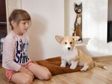 Вельш Корги пемброк