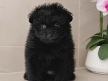 Pomopoo