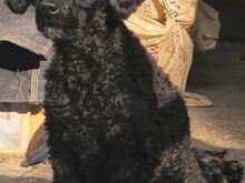 TOY POODLE