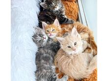 Maine Coon Kittens