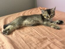 Котята, кошечка, котёнок,