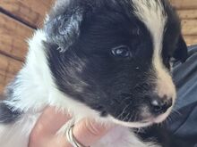 Border Collie Kustikad päris kodu otsingul