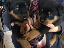 Rottweileri kutsikad.