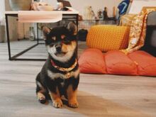 Jaapani shiba inu
